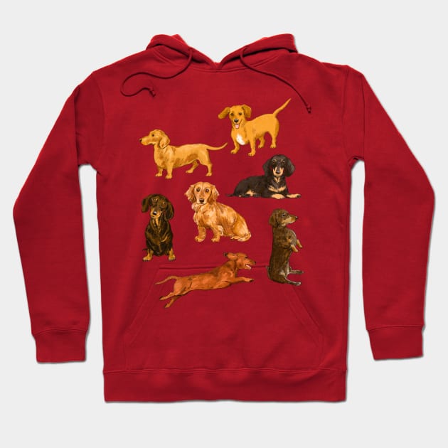 Dachshunds, dachshunds Hoodie by AlisonKolesar